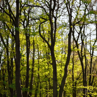 Frühling im Wald, Sora, prompted by Michael Voß
